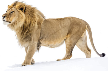 Fototapeta premium Majestic male lion walking in winter snow