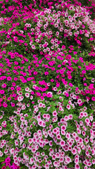 Beautiful Garden with blooming trees, Miracle Garden UAE 