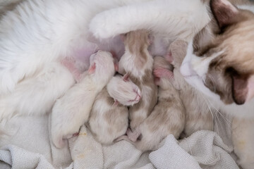 Mother Ragdoll cat feeding her Five Newborn kittens.