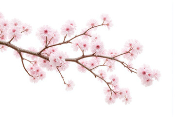 branch with white flowers on a white background2