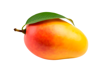 A yellow mango without leaves standing in a clean isolated on transparent background