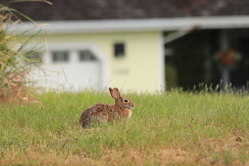 A wild rabbit sits peacefully in a backyard garden, surrounded by grass and soft natural light