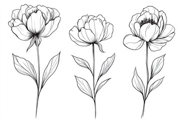 Elegant line art peony flower illustrations.