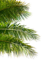 Palm tree leaves texture white background isolated closeup, coconut palm leaf decoration, green palm branch frame, exotic foliage pattern, design element for tropical island, sea beach, summer holiday