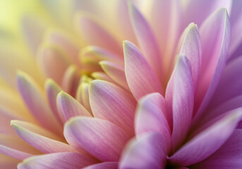 Fototapeta premium A captivating dahlia, blooming in soft hues of pink, purple, and yellow.