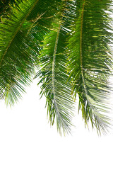 Palm tree leaves texture white background isolated closeup, coconut palm leaf decoration, green...