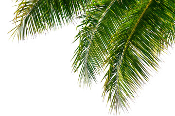 Palm tree leaves texture white background isolated closeup, coconut palm leaf decoration, green palm branch frame, exotic foliage pattern, design element for tropical island, sea beach, summer holiday