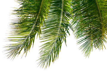 Palm tree leaves texture white background isolated closeup, coconut palm leaf decoration, green...