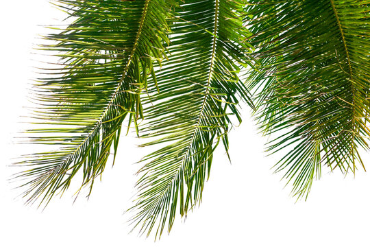 Palm tree leaves texture white background isolated closeup, coconut palm leaf decoration, green palm branch frame, exotic foliage pattern, design element for tropical island, sea beach, summer holiday