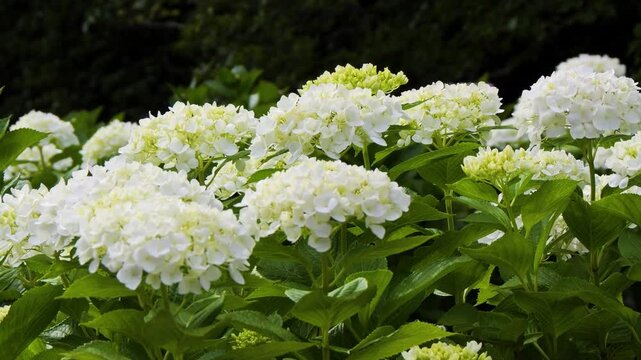 静かな初夏に咲く紫陽花｜自然の彩りと癒しの映像