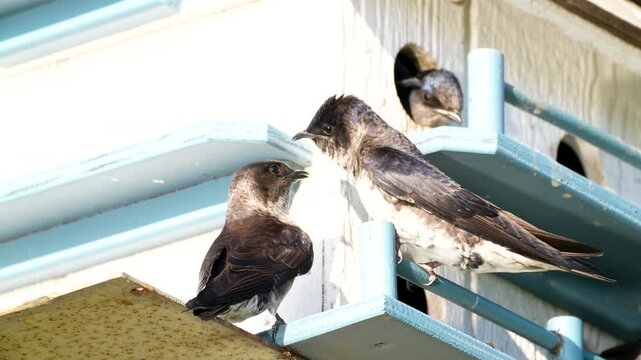 purple martin parent pair squawking at each other with sound audio