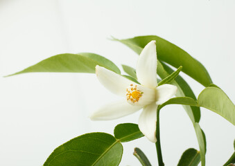 　ゆずの花　　スタジオ撮影