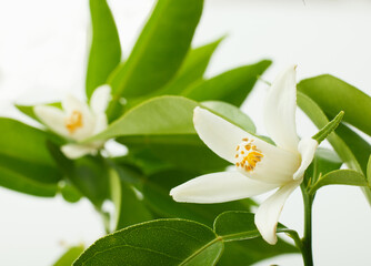 　ゆずの花　　スタジオ撮影