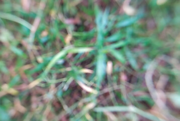 green grass in the garden