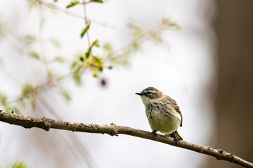 Myrtle warbler (yellow-rumped warbler, butterbutt) perched on small branch