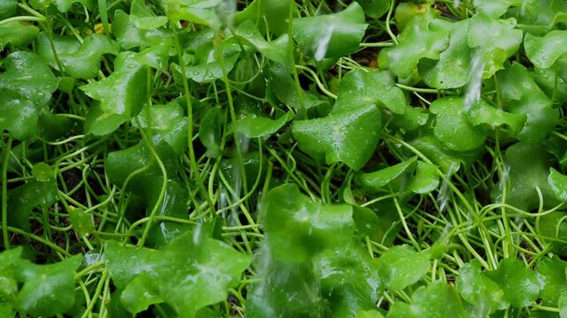 Rain on centella asiatica fresh background, farmer watering herb organic plant natural green leaf garden, herbal aromatic gotu kola medical for good health.