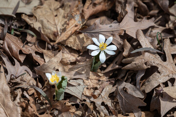 Bloodroot flower blooming through brown leaf litter