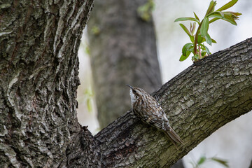 Brown creeper on the branch of a tree
