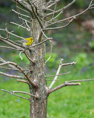 Male pine warbler perched on a branch of a tree