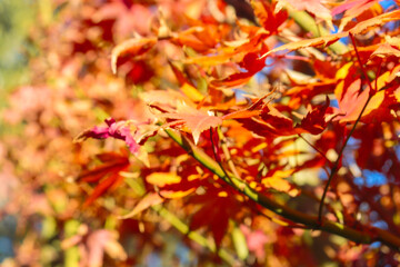 red maple leaves autumn background
