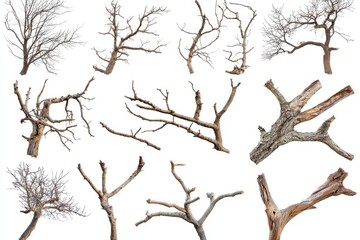 Obraz premium Collection of various dead tree branches and trunks.