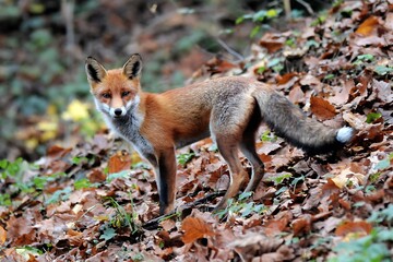 Obraz premium Red fox observes its wooded surroundings