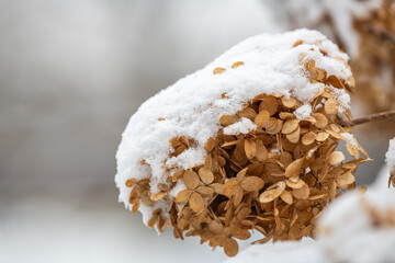 Dried hydrangea flowers covered in snow