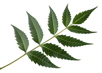 Fresh Neem Leaf Branch Isolated on White Background - Azadirachta Indica