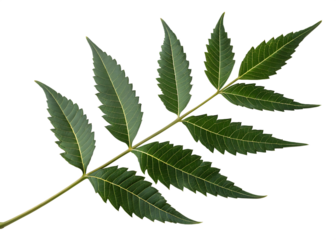 Fresh Neem Leaf Branch Isolated on White Background - Azadirachta Indica