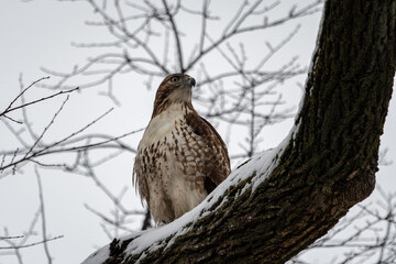 Red-tailed hawk perched on snow covered branch