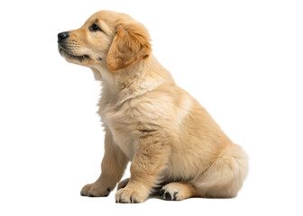Fototapeta premium Adorable Golden Retriever Puppy Sitting on White Background
