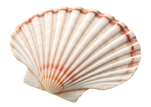 Beautiful Scallop Shell Isolated on White Background