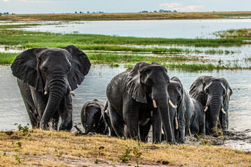 herd of elephants coming out of water at chobe river in to the okavango delta ob botswana