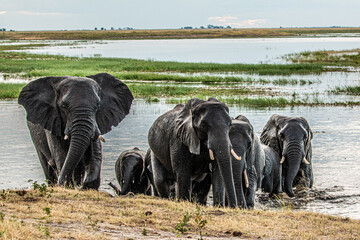 herd of elephants coming out of water at chobe river in to the okavango delta ob botswana