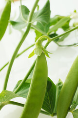 スナップエンドウの花　白バック