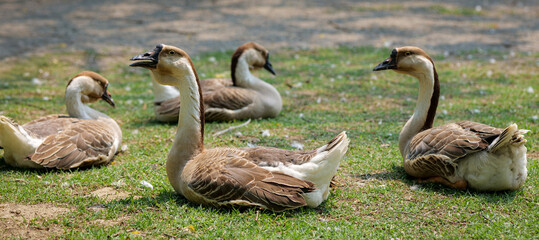canada goose and ducklings
