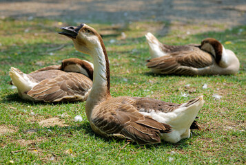 canada goose on the grass