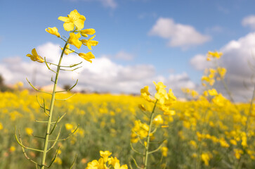 Obraz premium endless sea of bright yellow brassica napus flowers on farm