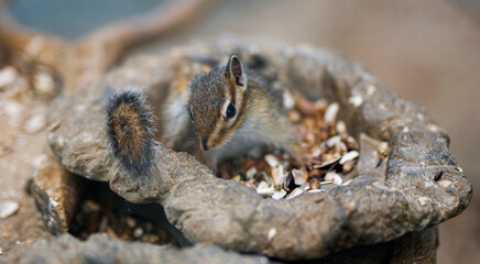 squirrel