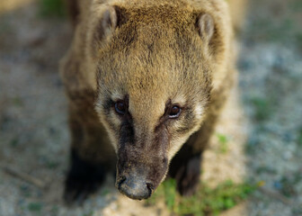Obraz premium cute raccoon face