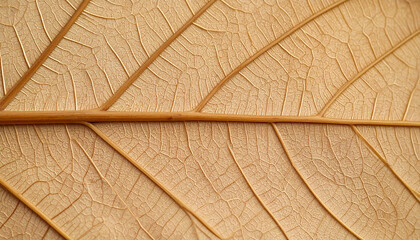 Macro Photo of Dried Leaf Veins | Detailed Texture and Natural Patterns