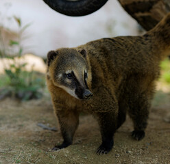 Obraz premium cute raccoon