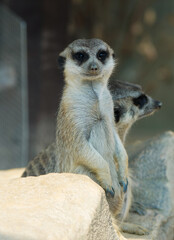 Fototapeta premium meerkat on guard duty