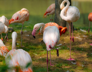 group of pink flamingos