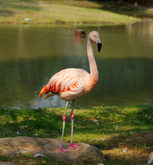flamingo in the water
