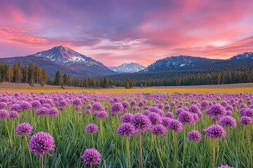 Obraz premium Vast field of purple flowers under a vibrant mountain sunset.