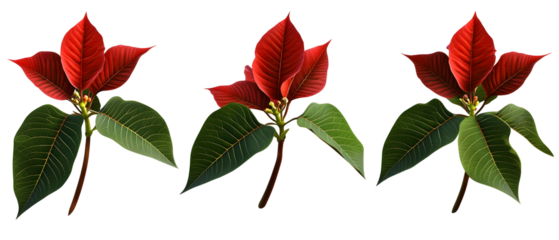 Three Poinsettia Plants With Red And Green Leaves Against Transparent Background