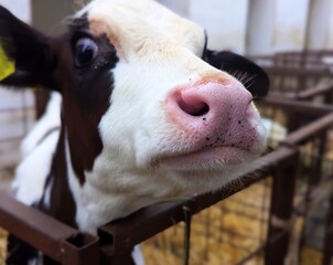Calves on the farm. After birth, calves are kept in boxes for comfortable cattle breeding. To ensure that growth occurs as naturally as possible, a beautiful cow is formed from the calf
