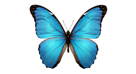Azure Butterfly: Isolated Beauty