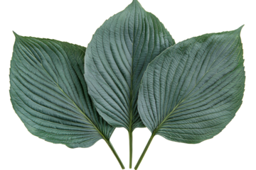 Close up of three large green hosta leaves with detailed veins and smooth texture